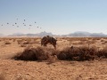 A racing camel in the morning. Al-Rashidyyah village, Wadi Rum - February 2008