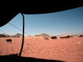 A goat herd at Wadi Rum - September 2007