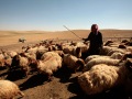 Hamed Hamid el-Hadid sheep farming. Hoshah village, Ramsah district - April 2008