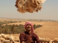 Bale of shorn wool. Near Ma'dabah - May 2008