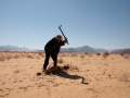 Digging up the remaining wild bushes to make fire. Al-Rashidyyah village, Wadi Rum - February 2008