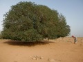 Qi'aweyya tree, known as the Prophet's tree - May 2007