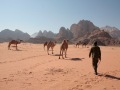 Badia Royal Police herd of camels. Wadi Rum - September 2007