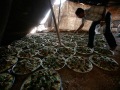 'Ali Hussein el-Massa'eid Wedding. Prepared Mansaf plates for the guests. Al-Safawy - April 2008