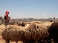 Deif-Allah el-Wahsh, a family from Bethlehem tending his flock at Rabouet 'Abdoun hill, Amman - May 2008